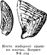 Рассказ о жизни рыб i_095.png