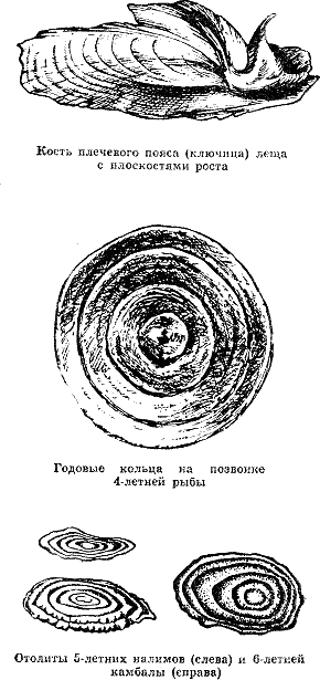 Рассказ о жизни рыб i_096.png
