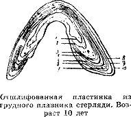 Рассказ о жизни рыб i_097.png