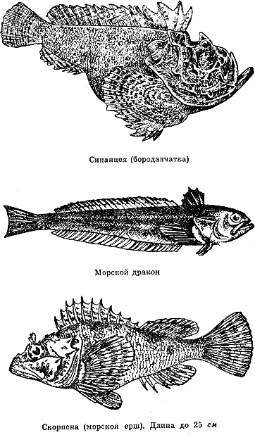 Рассказ о жизни рыб i_098.png