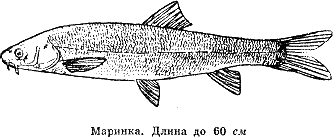 Рассказ о жизни рыб i_100.png