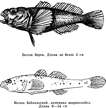 Рассказ о жизни рыб i_011.png