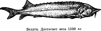 Рассказ о жизни рыб i_013.png