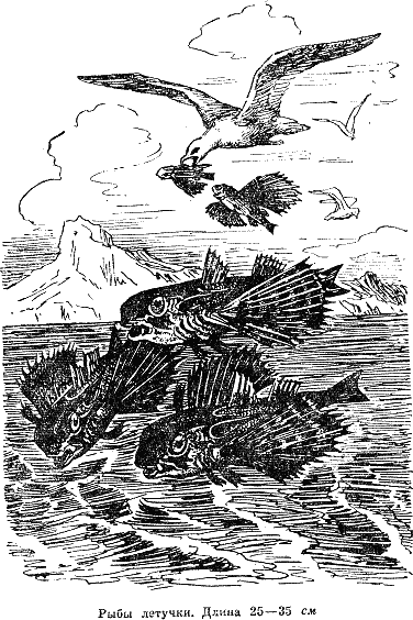 Рассказ о жизни рыб i_020.png