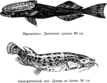 Рассказ о жизни рыб i_024.png
