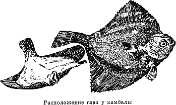 Рассказ о жизни рыб i_026.png