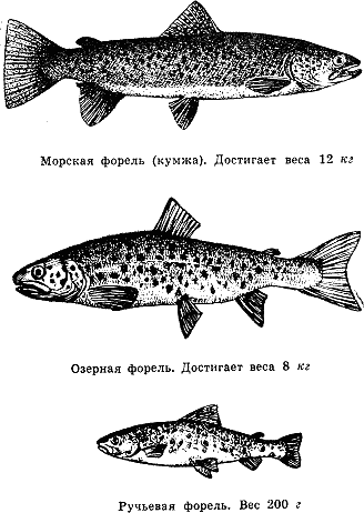 Рассказ о жизни рыб i_027.png