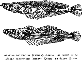 Рассказ о жизни рыб i_038.png
