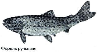 Тайны рыбацкого счастья i_036.jpg