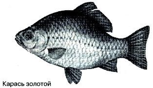Тайны рыбацкого счастья i_007.jpg
