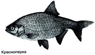 Тайны рыбацкого счастья i_011.jpg