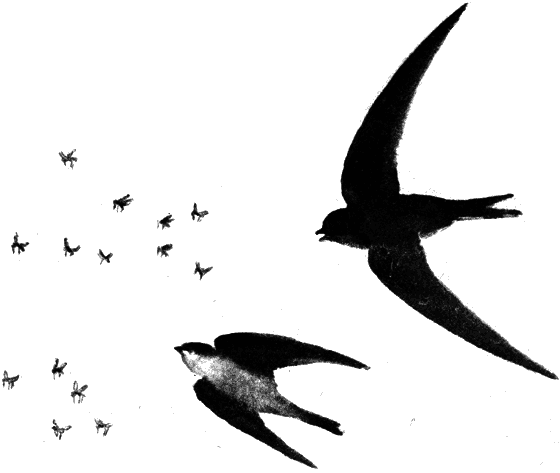 Вести из леса i_078.png