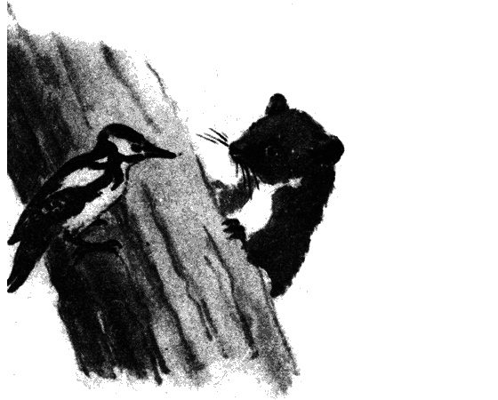 Вести из леса i_034.png