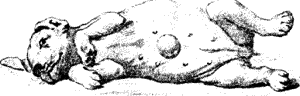 Болезни собак. Краткое руководство. Наружные болезни i_038.png
