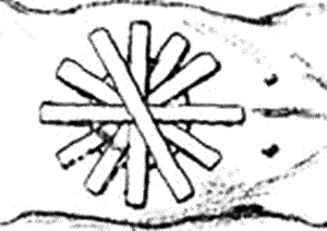 Болезни собак. Краткое руководство. Наружные болезни i_039.png