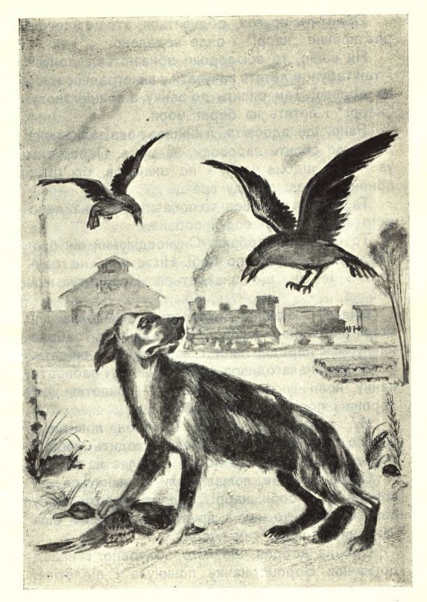 Хитрі качки (збірка) doc2fb_image_02000009.jpg