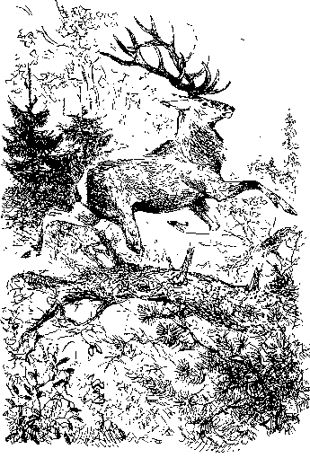 Песни чёрного дрозда i_003.png