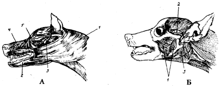 Допинги в собаководстве i_010.png