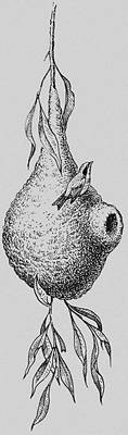 Большая Советская Энциклопедия (ГН) i009-001-224388819.jpg