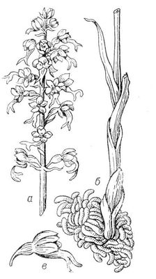 Большая Советская Энциклопедия (ГН) i010-001-271449229.jpg