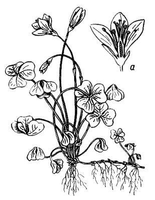 Большая Советская Энциклопедия (КИ) i009-001-236100923.jpg