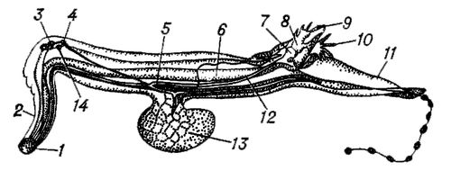 Большая Советская Энциклопедия (КИ) i009-001-213879792.jpg