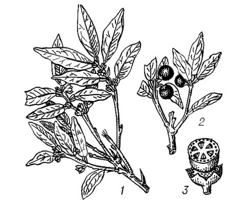 Большая Советская Энциклопедия (КИ) i010-001-259991573.jpg