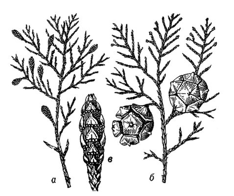 Большая Советская Энциклопедия (КИ) i009-001-230928822.jpg