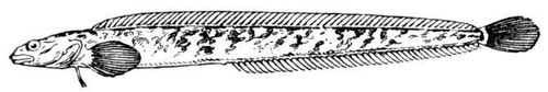 Большая Советская Энциклопедия (ЛЮ) i009-001-231469283.jpg