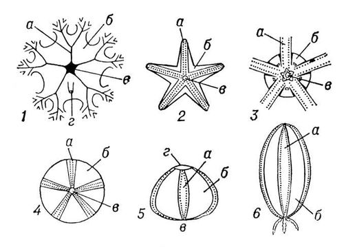 Большая Советская Энциклопедия (ОФ) i010-001-286412816.jpg