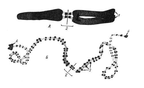 Большая Советская Энциклопедия (ХР) i009-001-202702987.jpg