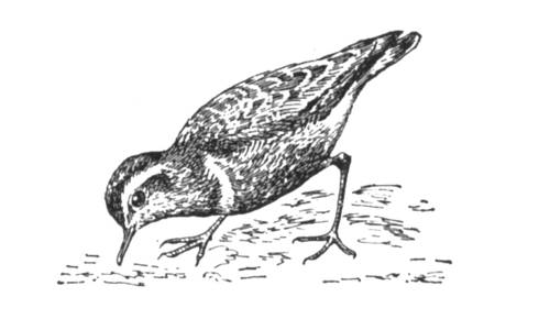 Большая Советская Энциклопедия (ХР) i010-001-246557255.jpg
