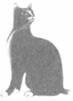 Cat Laughing Last pic_8.jpg