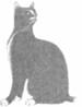 Cat Laughing Last pic_10.jpg