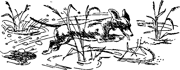 Папа, мама, восемь детей и грузовик (илл. Юхан Вестли) i_018.png