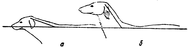 Борзые и охота с ними i_003.png