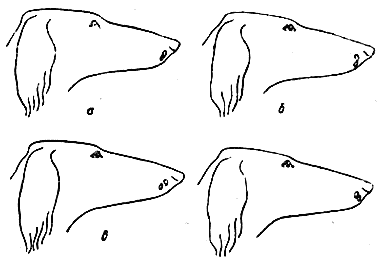 Борзые и охота с ними i_006.png