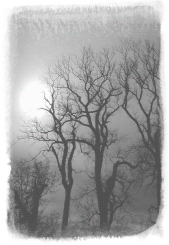 The Darkest Evening Of The Year pic_2.jpg