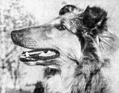 Твой друг (сборник по собаководству, 1973 г.) i_002.jpg