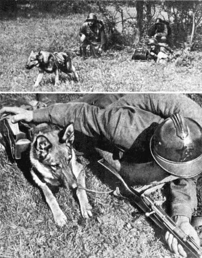 Твой друг (сборник по собаководству, 1973 г.) i_029.jpg