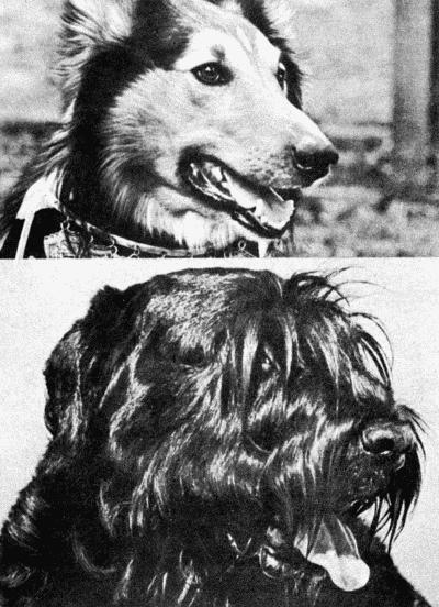 Твой друг (сборник по собаководству, 1973 г.) i_003.jpg