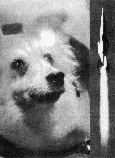 Твой друг (сборник по собаководству, 1973 г.) i_043.jpg