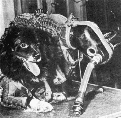 Твой друг (сборник по собаководству, 1973 г.) i_046.jpg