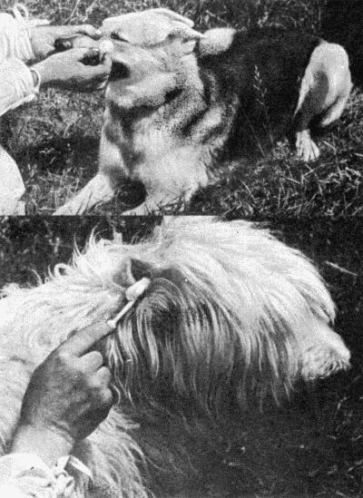 Твой друг (сборник по собаководству, 1973 г.) i_051.jpg