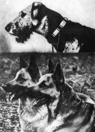 Твой друг (сборник по собаководству, 1973 г.) i_054.jpg