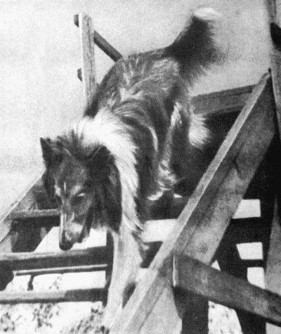 Твой друг (сборник по собаководству, 1973 г.) i_059.jpg