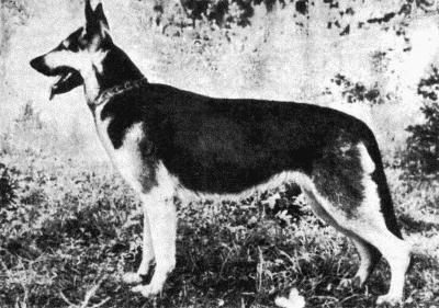 Твой друг (сборник по собаководству, 1973 г.) i_062.jpg