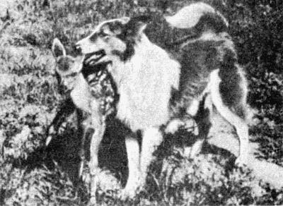 Твой друг (сборник по собаководству, 1973 г.) i_071.jpg