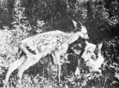 Твой друг (сборник по собаководству, 1973 г.) i_072.jpg