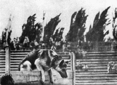 Твой друг (сборник по собаководству, 1973 г.) i_078.jpg
